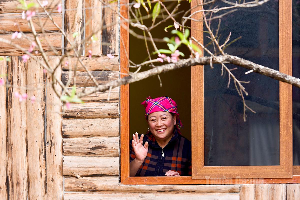Since early November, the long-standing peach trees in Lo Lo Chai have bloomed simultaneously, their flowers brightening the entire village. Many locals were both delighted and surprised to witness the early blooming at the start of the month.