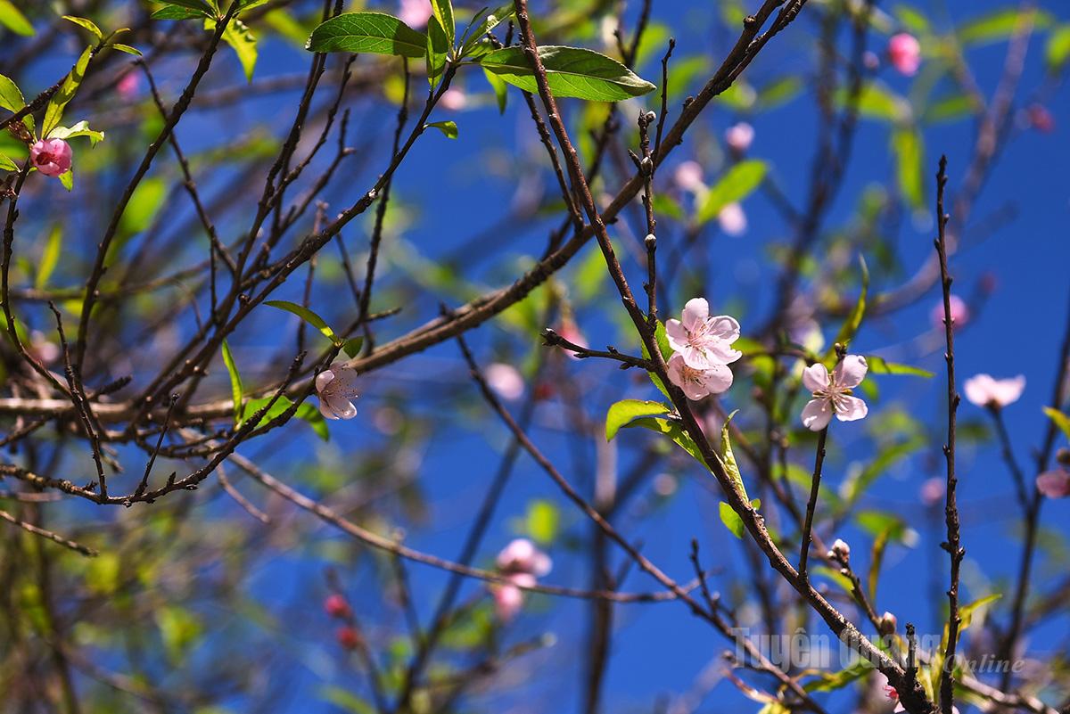 Visitors are delighted to see the peach flowers blooming across Lo Lo Chai. They take the opportunity to take photos and explore the old peach trees in full bloom. The atmosphere feels like spring has arrived amid the chilly stone plateau.