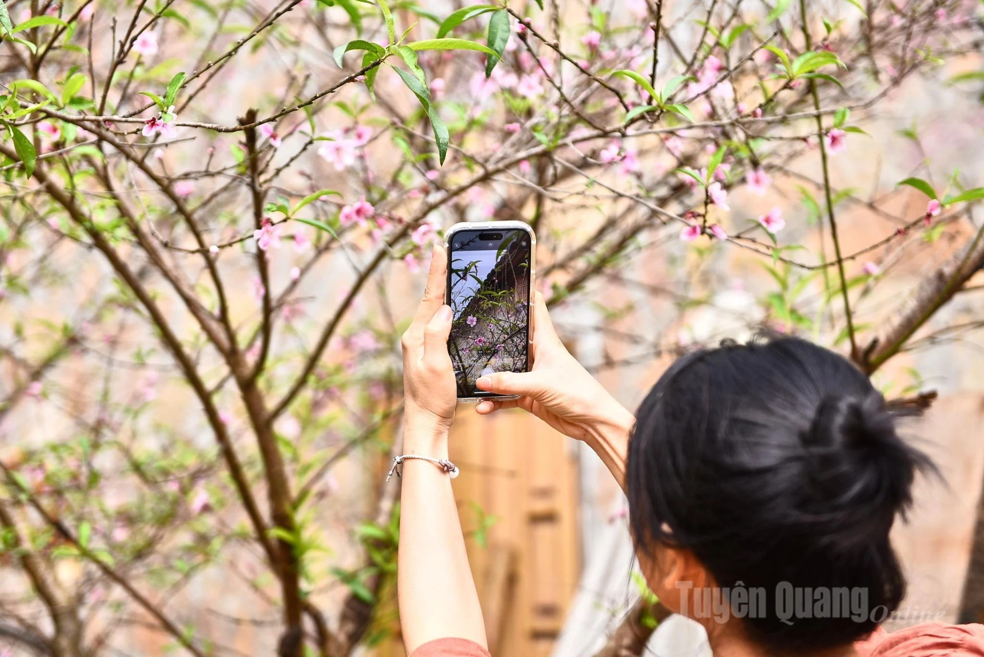 Visitors are delighted to see the peach flowers blooming across Lo Lo Chai. They take the opportunity to take photos and explore the old peach trees in full bloom. The atmosphere feels like spring has arrived amid the chilly stone plateau.