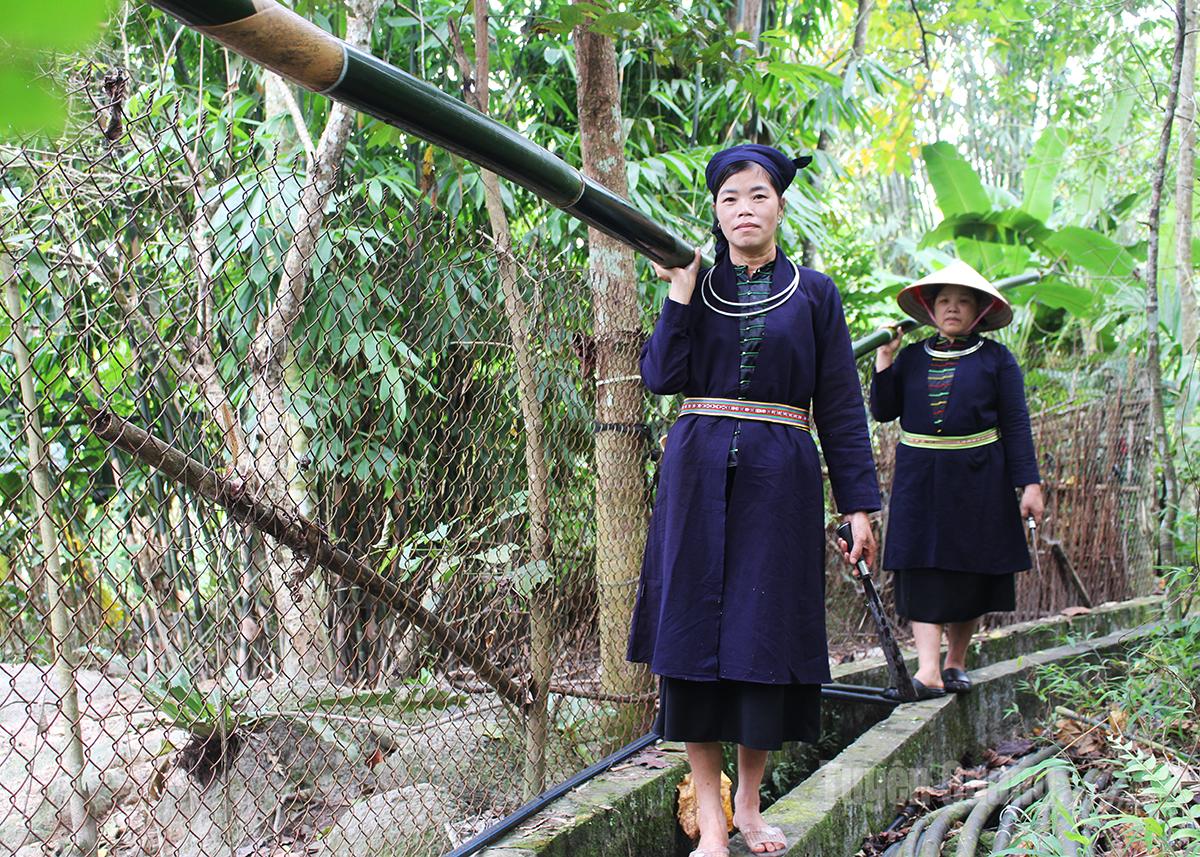 Tay women bring bamboo and neohouzeaua from the forest back to the village, preparing for the weaving process.