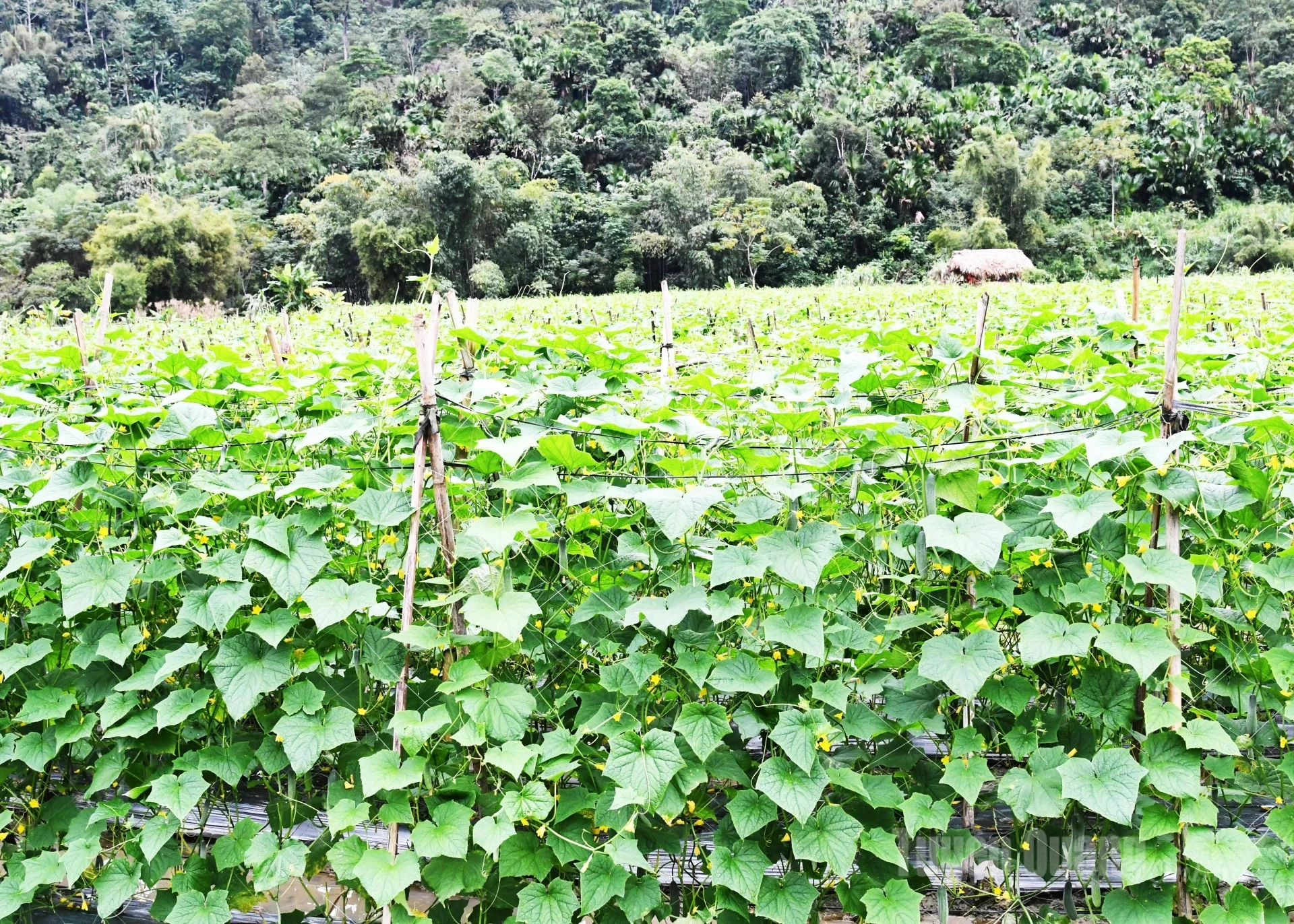 The fields of Kien Dai commune are covered in a vibrant green of cucumber crops.