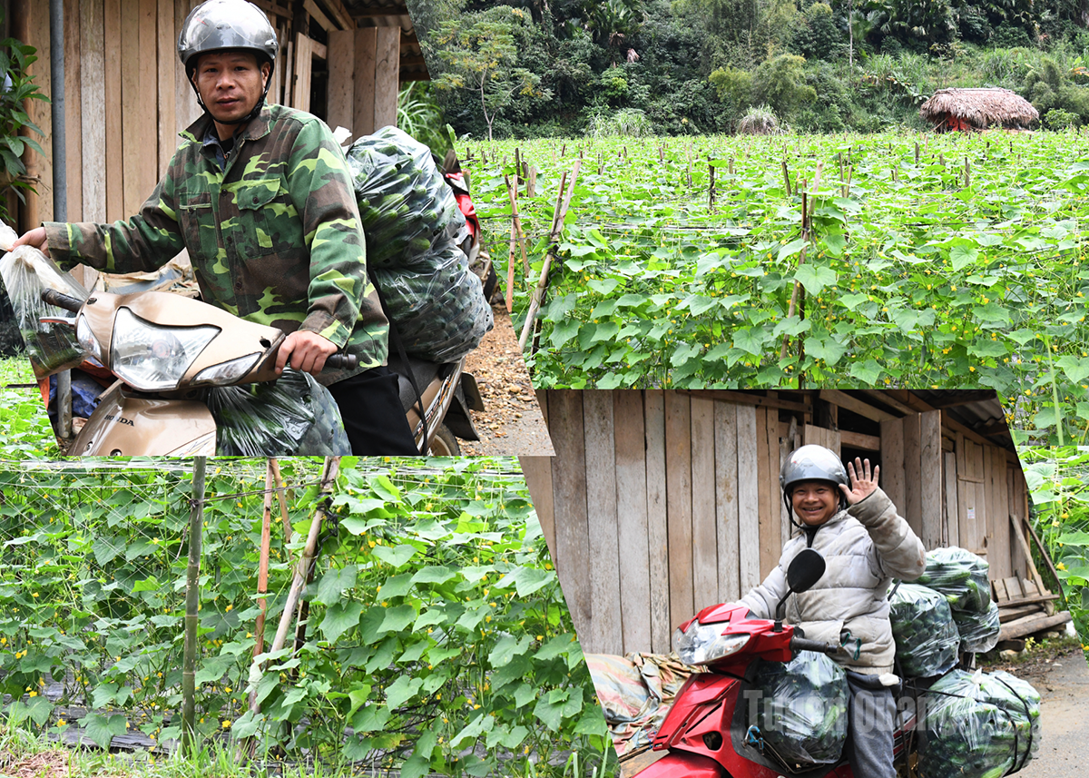 The joy of Kien Dai’s farmers when the cucumber season brings both high yield and good prices.