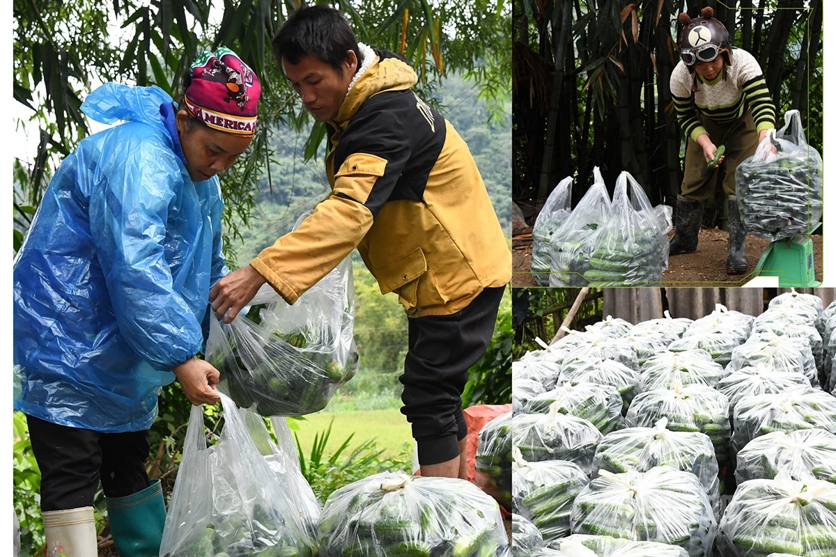People pack cucumbers before they are sold.