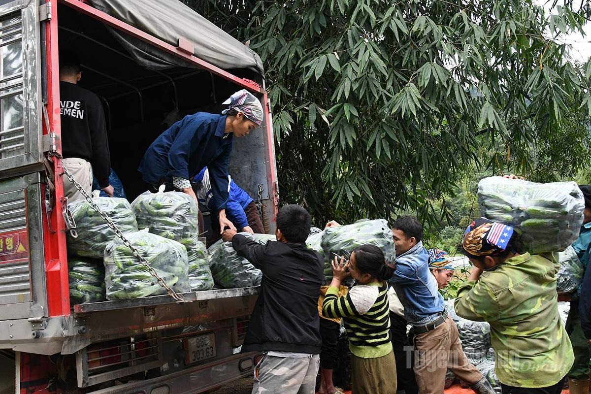 Cucumbers are purchased directly from the fields by buyers.