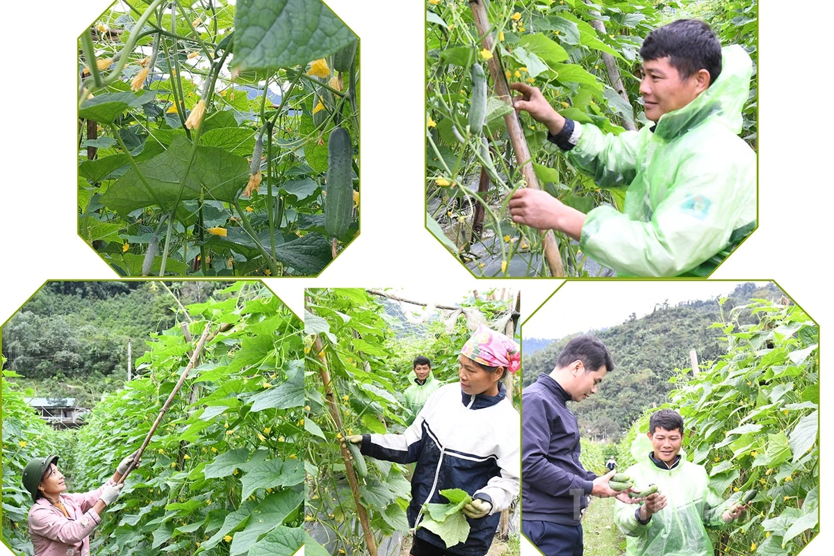 Farmers in Kien Dai commune tend to and harvest their cucumbers.