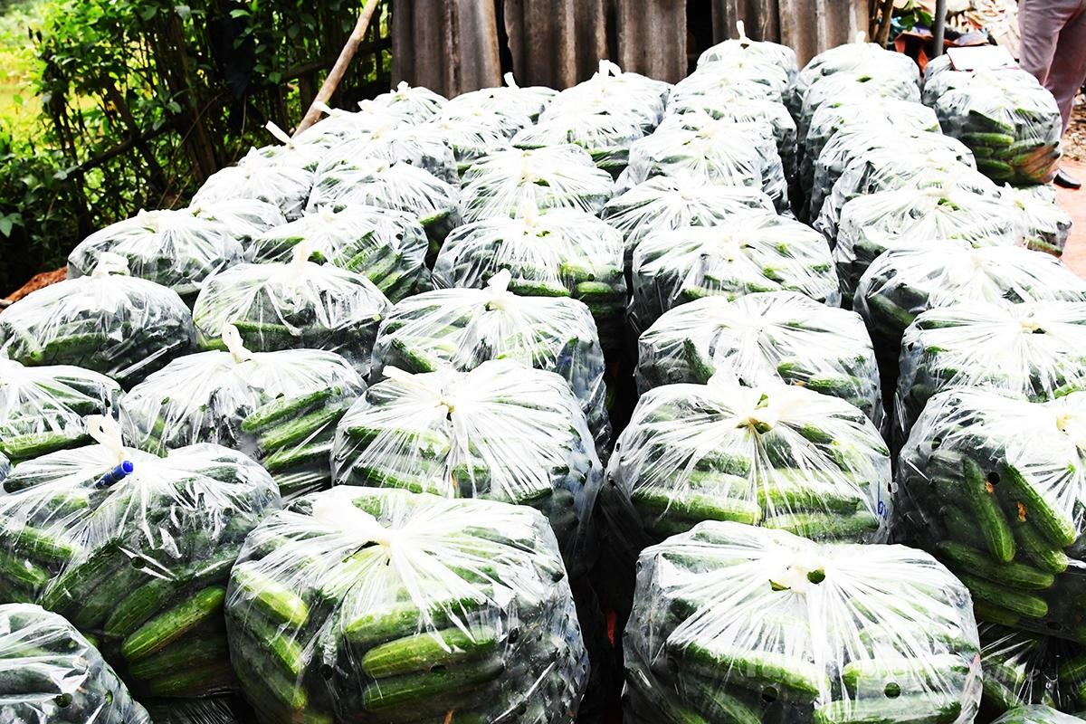 Harvested cucumbers are carefully packed before being brought to market.