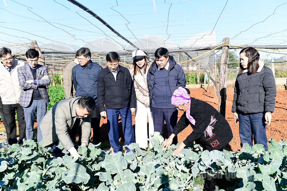 Đồng chí Hoàng Gia Long (đứng thứ 3 từ phải qua), Ủy viên Ban Thường vụ Tỉnh ủy, 
Phó Chủ tịch UBND tỉnh tham quan mô hình trồng rau an toàn trên địa bàn phường Mộc Châu.