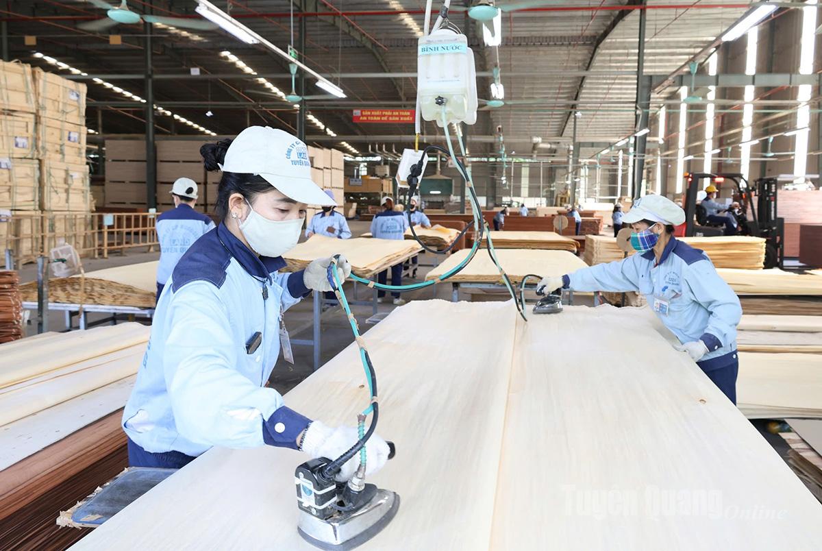 Sản xuất gỗ xuất khẩu tại Công ty Cổ phần Woodsland Tuyên Quang.