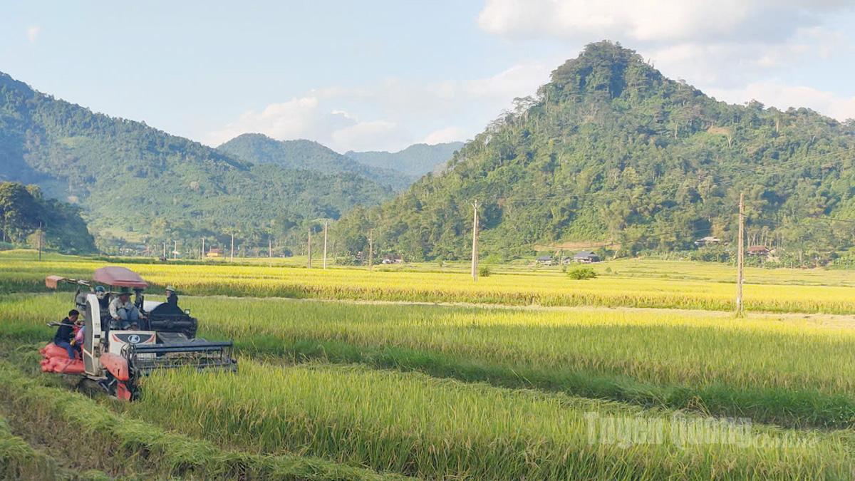 Với điều kiện tự nhiên thuận lợi, xã Côn Lôn được coi là vựa lúa của huyện Na Hang cũ.