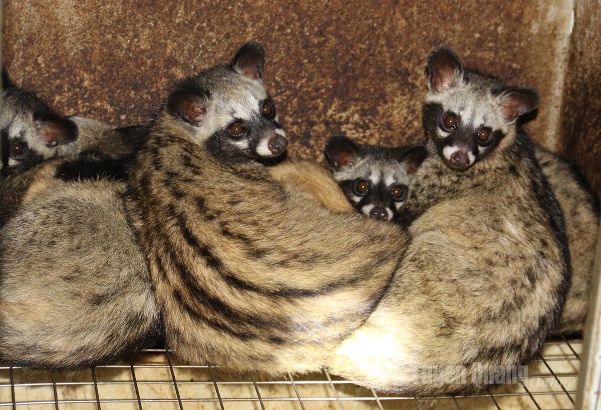 Đàn cầy hương sinh trưởng, phát triển tốt.