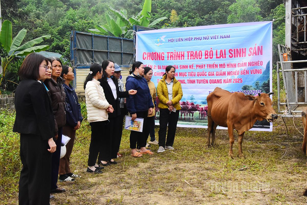 Đại diện TW Hội và Hội LHPN tỉnh trao bò lai sinh sản cho các hộ hội viên ở Tân Long.
