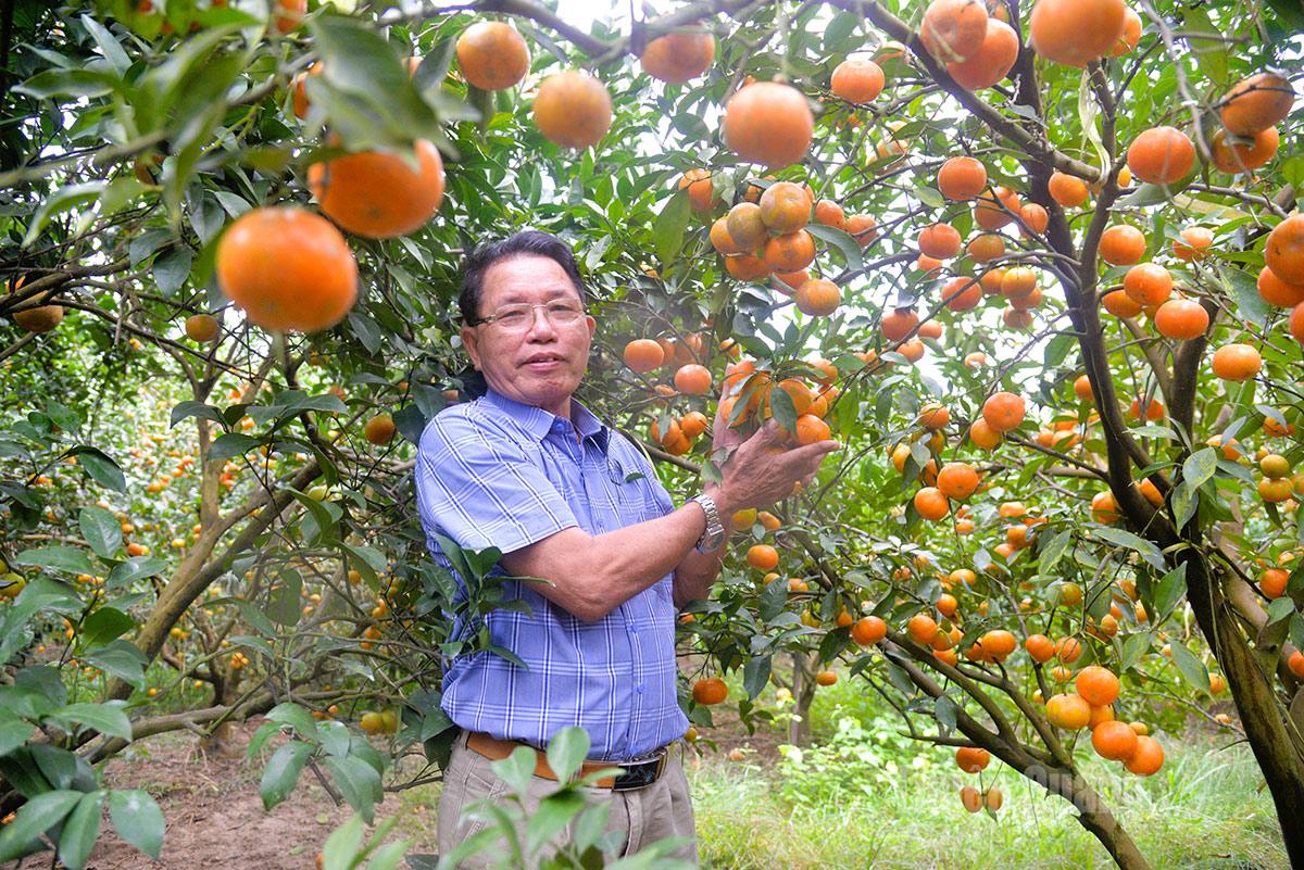 Ông Vũ Văn Mạnh, thôn Tả Ngảo, xã Tân Trịnh làm giàu từ cây cam.