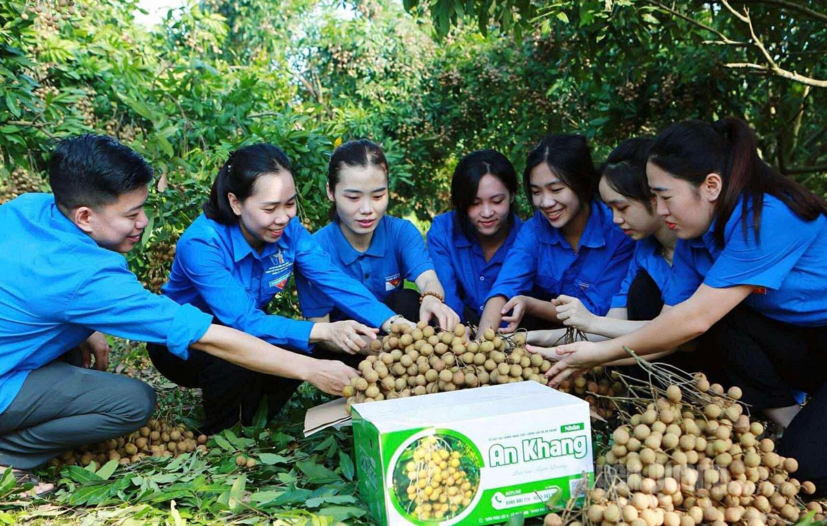 Youth members of An Tuong Ward assist farmers in selling An Khang high-quality longan.