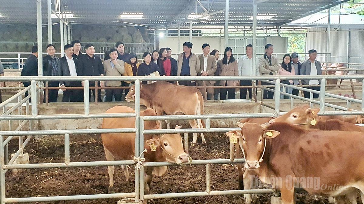 Các đại biểu tham quan mô hình nuôi bò H’Mông tại Hợp tác xã Cát Lý, xã Thuận Hoà.