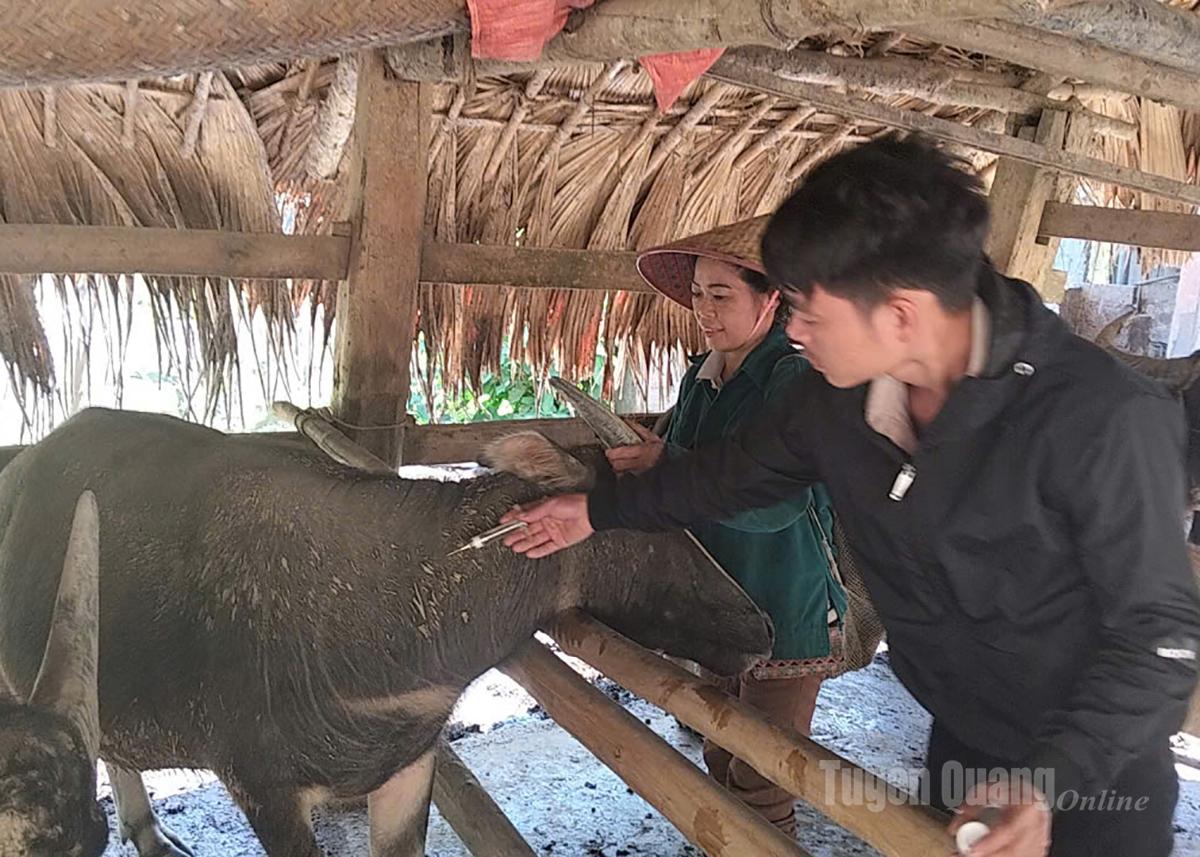 Nhân viên thú y xã Hùng Lợi tiêm phòng cho đàn trâu của người dân thôn Phan.