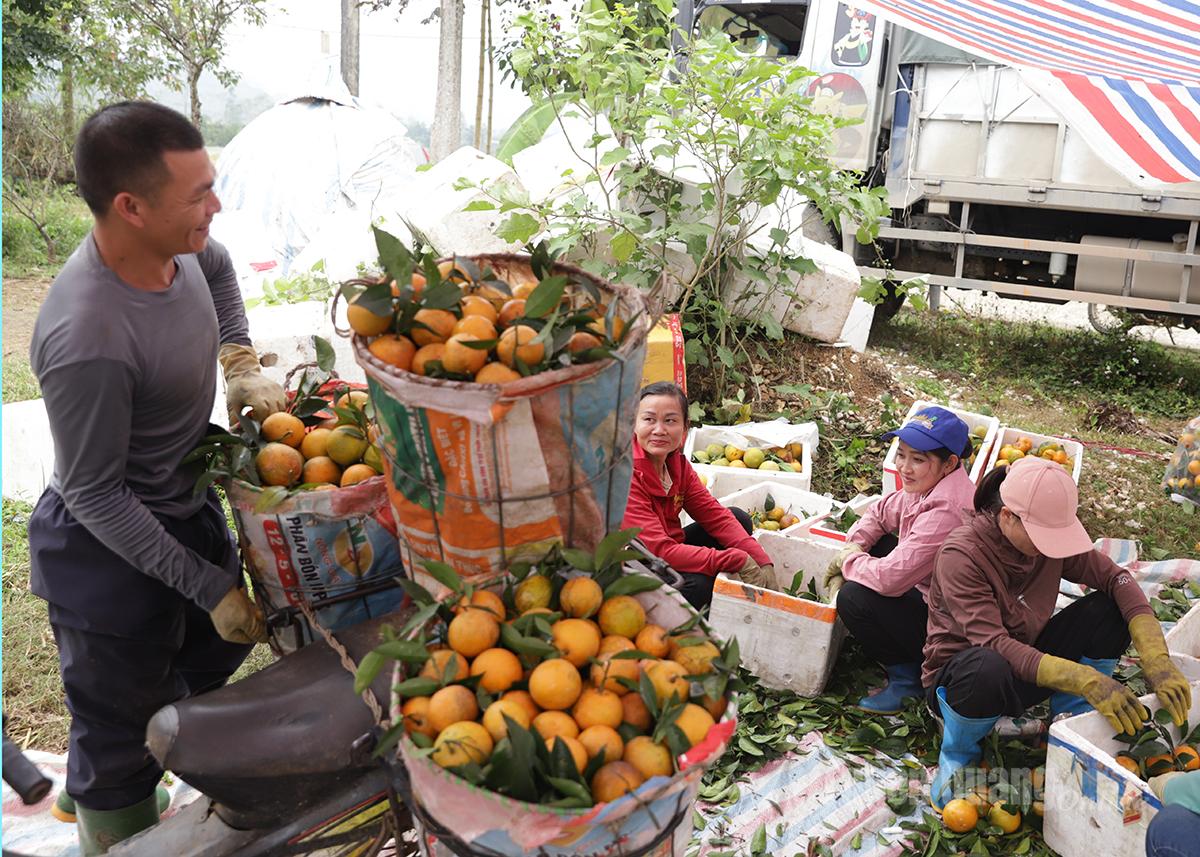 Các nhà vườn ở Vĩnh An đang tất bật thu hái cam.