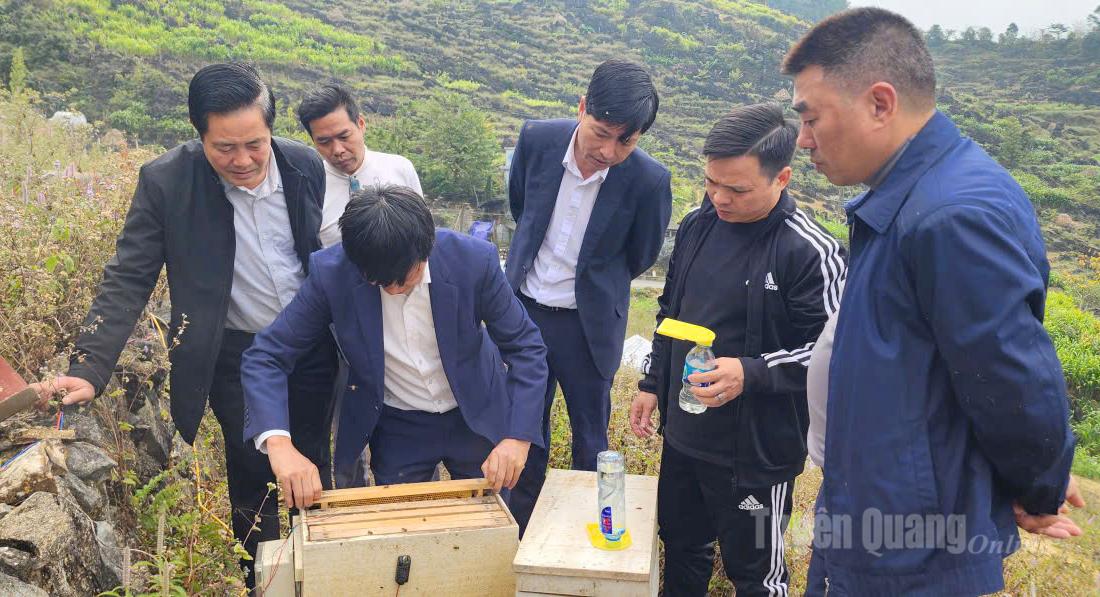 Các đại biểu tham quan thực tế vùng nuôi ong Bạc hà lấy mật.