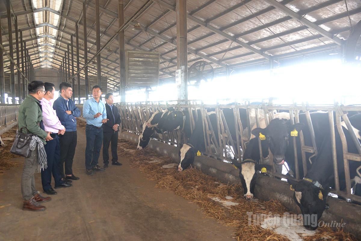 Trung tâm giống gia súc lớn Trung ương và lãnh đạo Chi cục Chăn nuôi, Thú y và Thủy sản tỉnh tham quan trang trại chăn nuôi bò sữa của Công ty Cổ phần Hồ Toản.