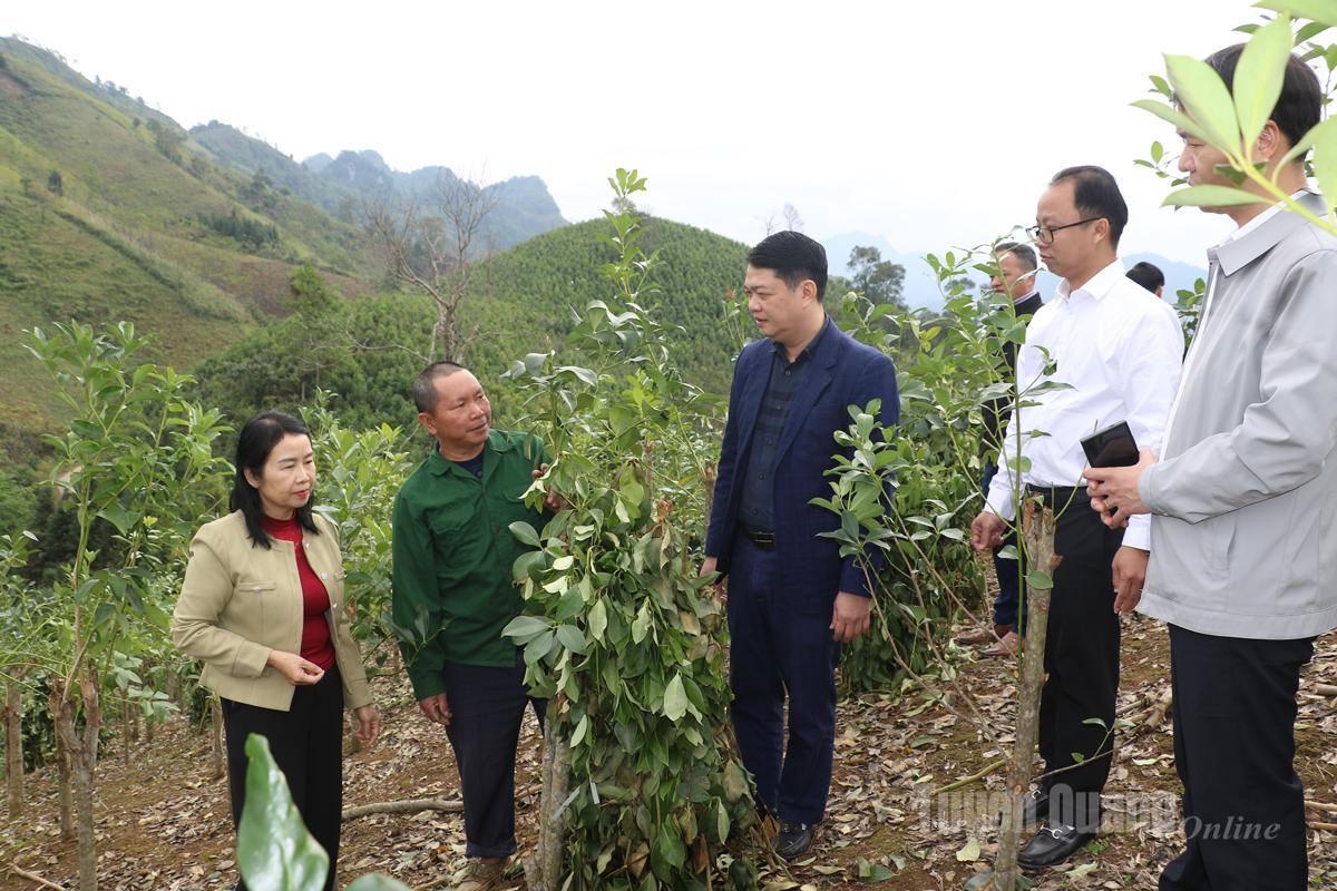 Lãnh đạo Ban Tuyên giáo và Dân vận Tỉnh uỷ, Chi cục trồng trọt và Bảo vệ thực vật tỉnh khảo sát diện tích trồng cây hồi.