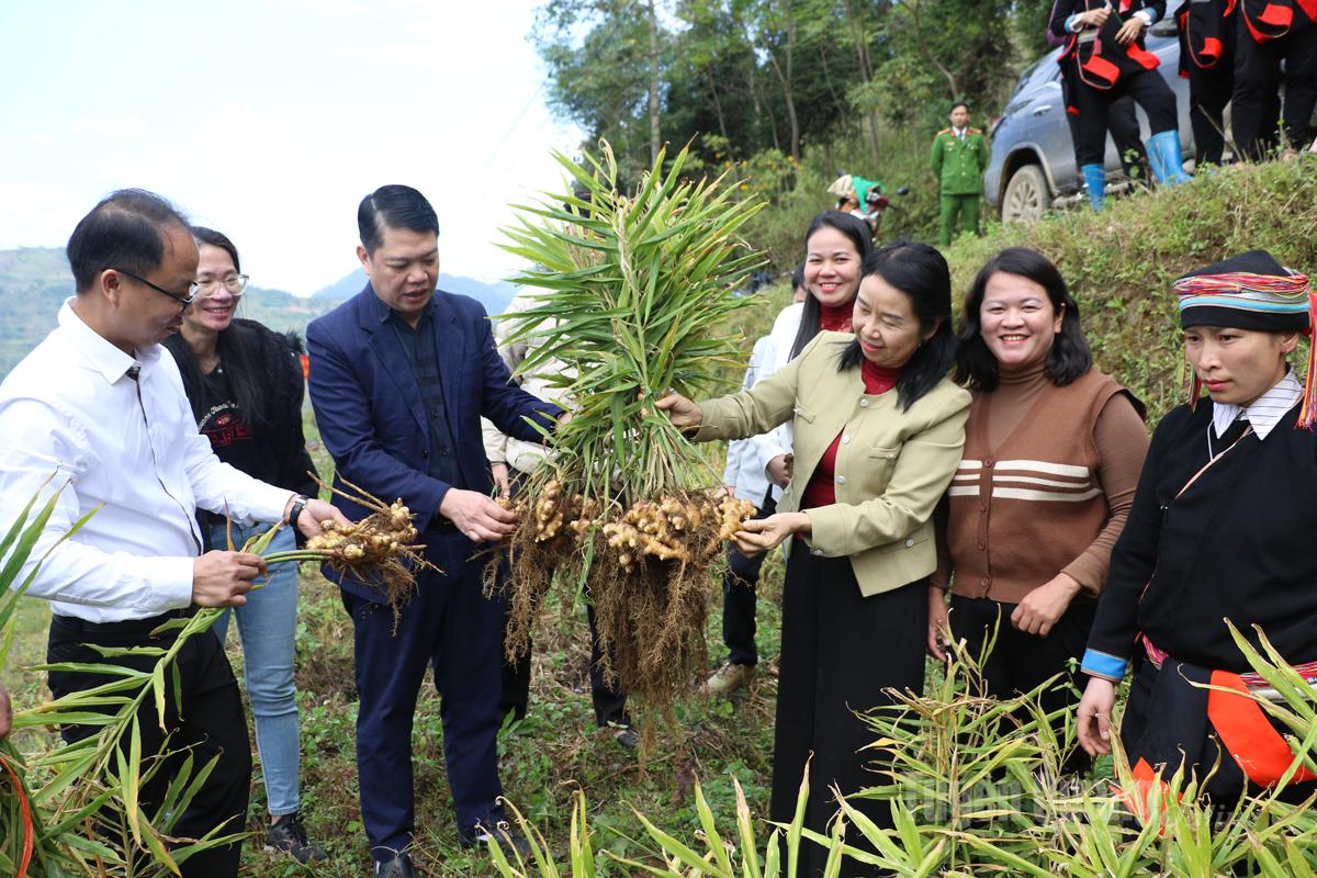 Lãnh đạo Ban Tuyên giáo và Dân vận Tỉnh uỷ kiểm tra thực tế diện tích trồng gừng trâu ruột vàng thôn Thâm Quảng.