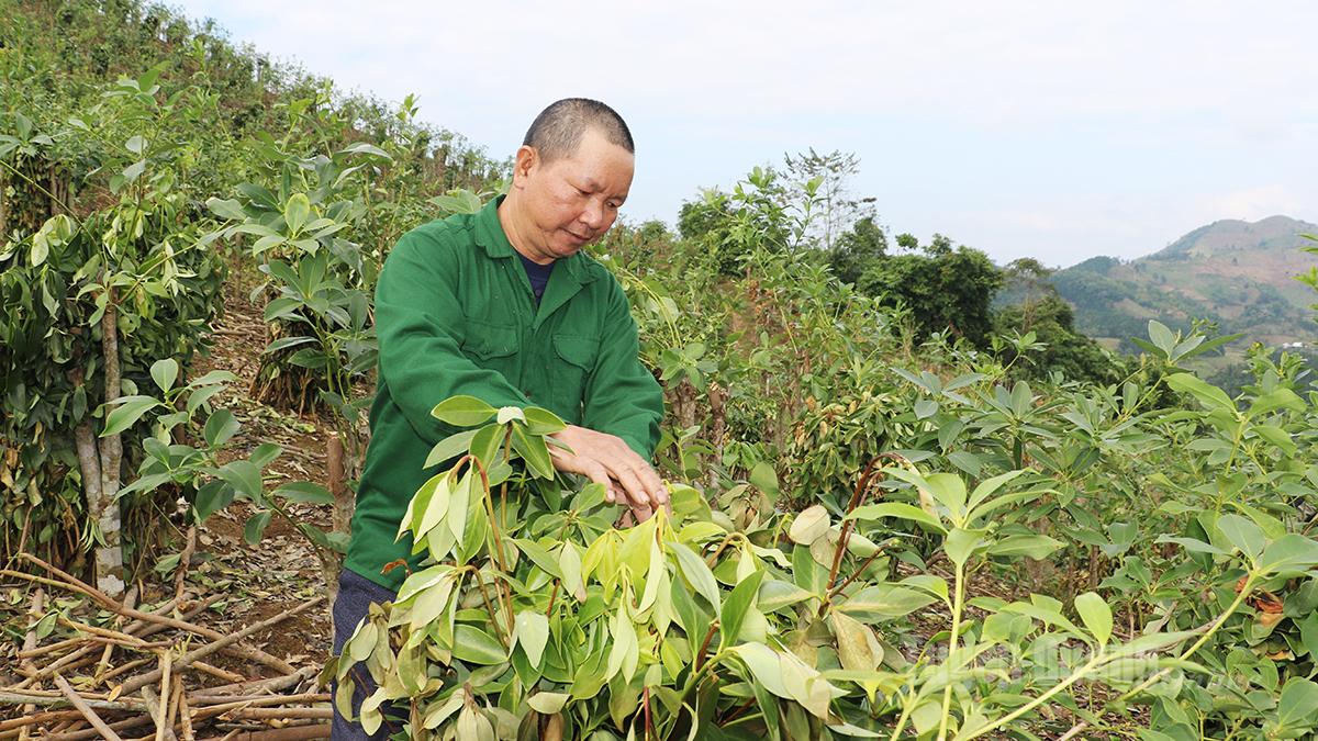 Anh Triệu Văn Thành, thôn Nà Nôm, xã Đường Hồng chăm sóc cây hồi.