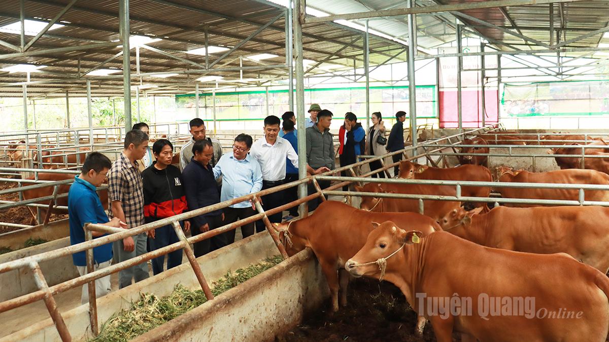 Mô hình nuôi bò hàng hóa của Hợp tác xã Cát Lý, xã Thuận Hòa đem lại hiệu quả kinh tế cao.