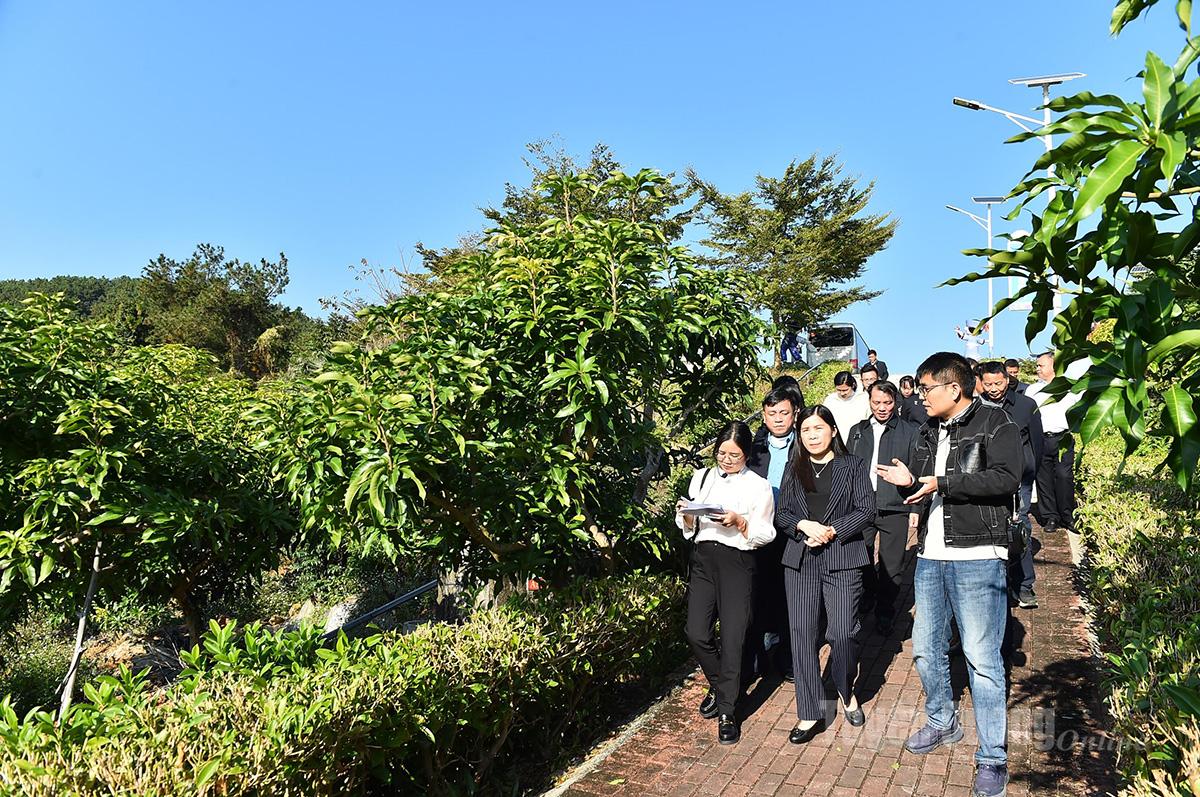 Đoàn công tác HĐND tỉnh khảo sát tình hình phát triển nông nghiệp đặc sắc tại khu trung tâm trình diễn sản xuất Xoài Trừng Bích thành phố Bách Sắc.