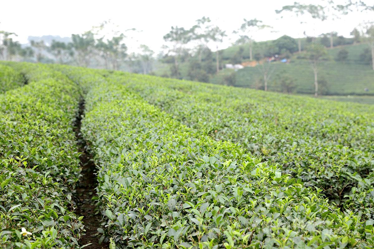 Vùng chè tại Mỹ Lâm được triển khai hệ thống tiêu chuẩn OTAS đủ điều kiện xuất khẩu vào thị trường EU.