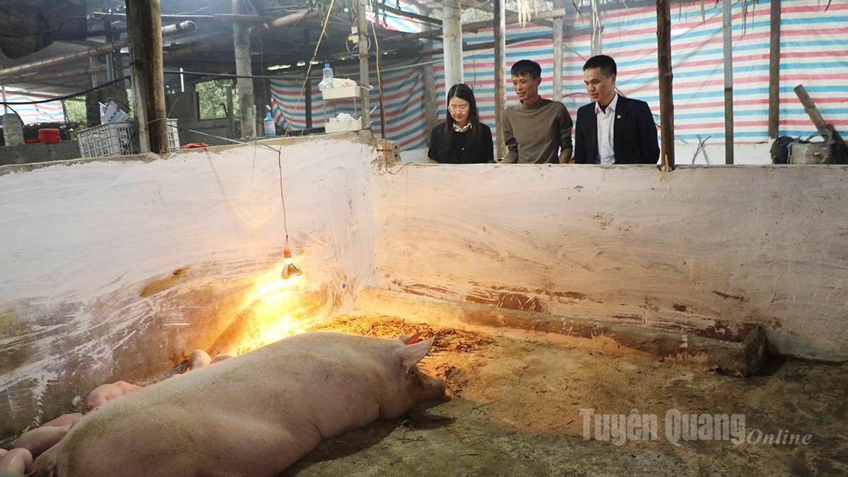 Cán bộ PGD 
Tân Quang 
thăm mô hình 
nuôi lợn của anh Phạm Văn Quyền, thôn Mục Lạn, 
xã Tân Quang.