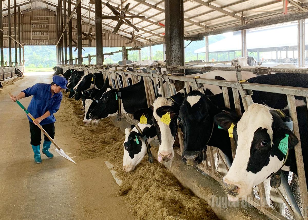Chăn nuôi bò sữa trở thành ngành mang lại giá trị cao nhất trong sản xuất nông nghiệp.