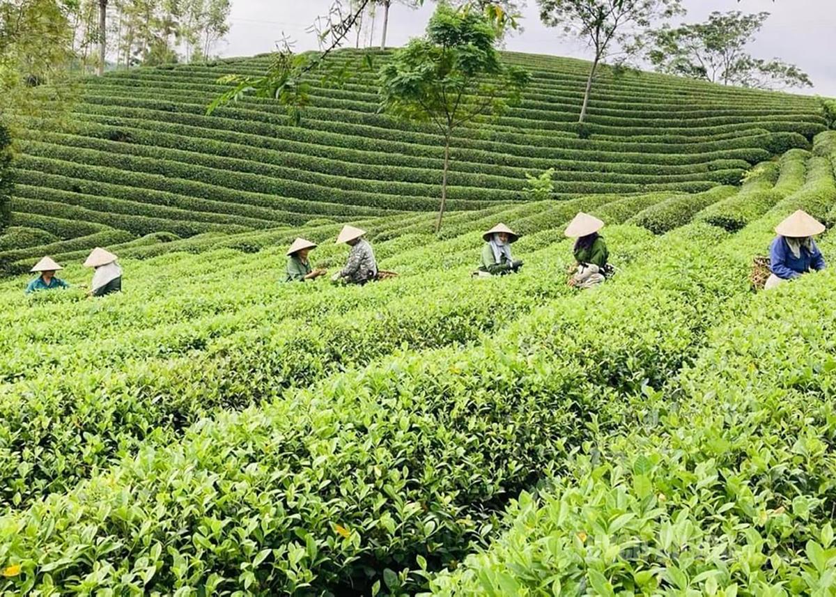Chè được trồng theo tiêu chuẩn phục vụ công nghiệp chế biến xuất khẩu.              