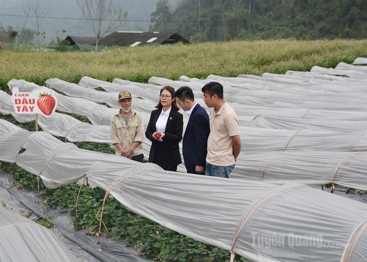 Nhân viên Agribank thăm các mô hình vay vốn phát triển sản xuất trên địa bàn xã Nà Hang.