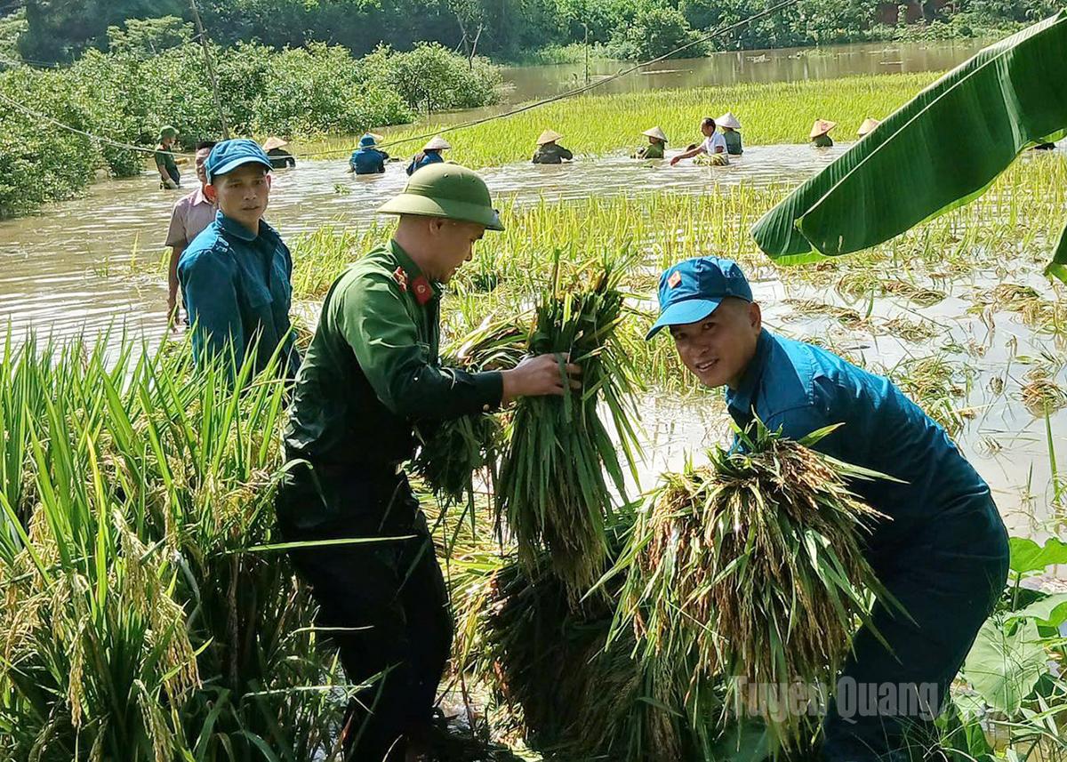 Officers and soldiers of the Area Defense Command KV4 help local people harvest rice during Storm No. 10 in Chiem Hoa Commune.