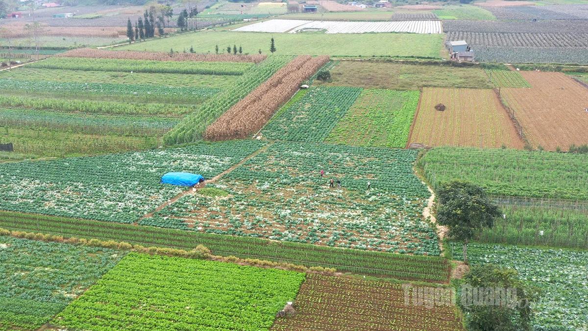 Quản Bạ chuyển đổi 468 ha cây trồng kém hiệu quả, nâng cao giá trị sản xuất nông nghiệp.