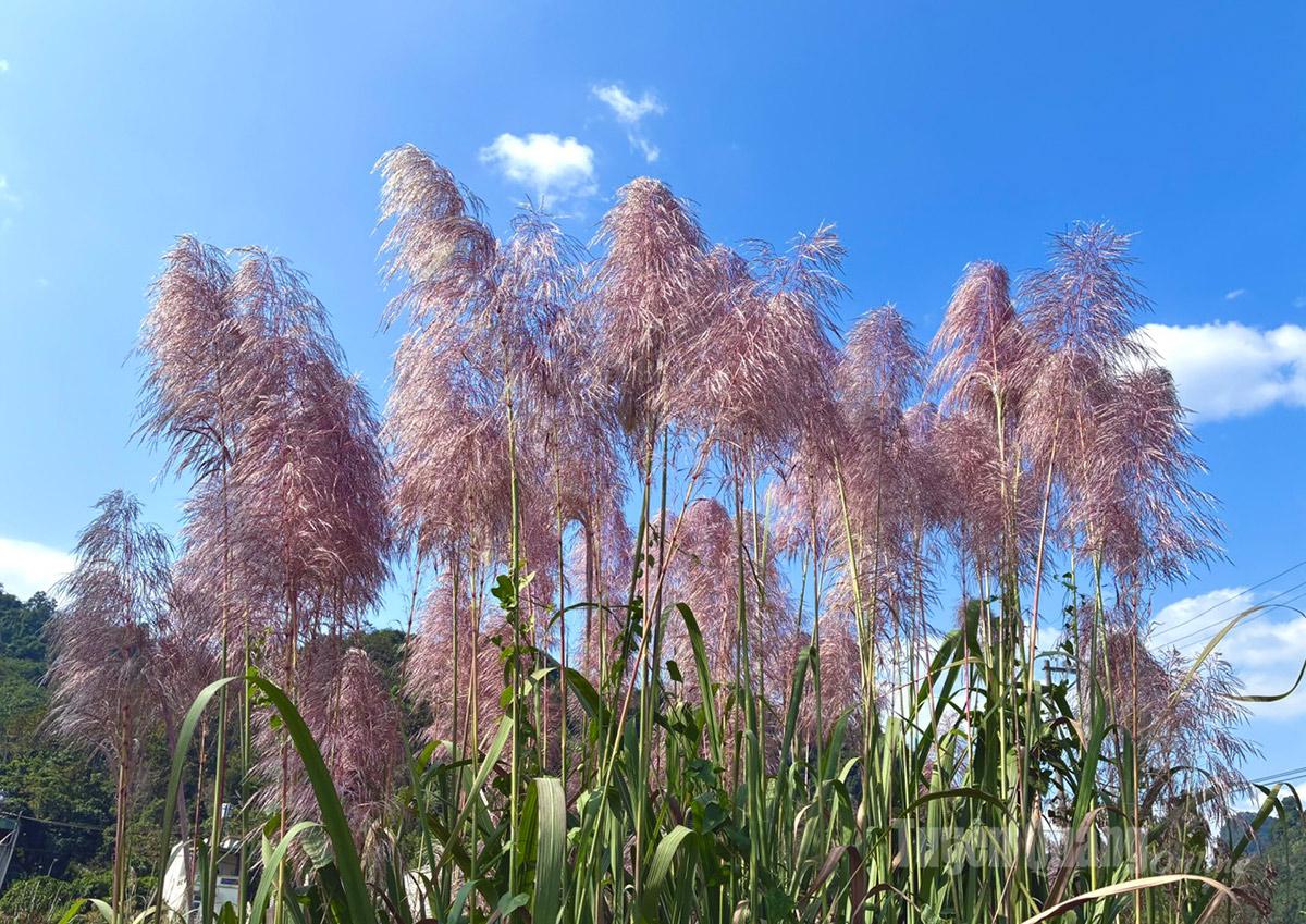 Những cây lau hồng rất đẹp nổi bật giữa nền trời xanh.