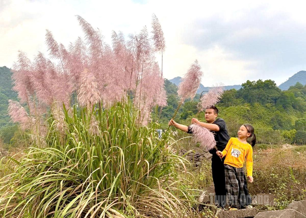 Trẻ em thích thú đùa vui bên những búi lau.