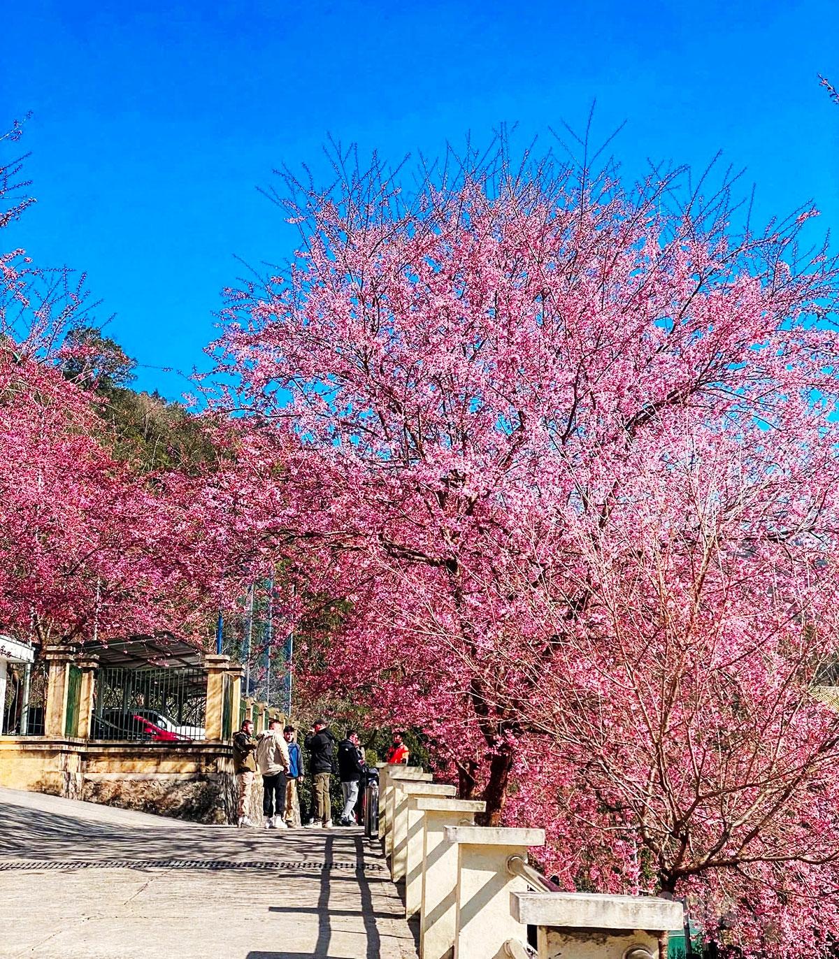 Mai Anh Dao flowers are in full bloom in Lung Cu.