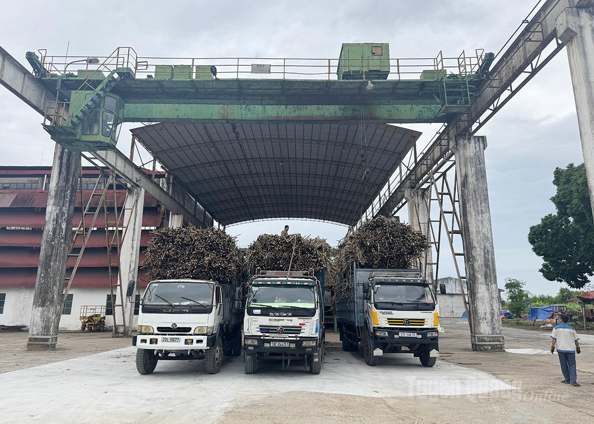 Những chuyến xe mía đầu tiền được vận chuyển về nhà máy phục vụ ép mía.