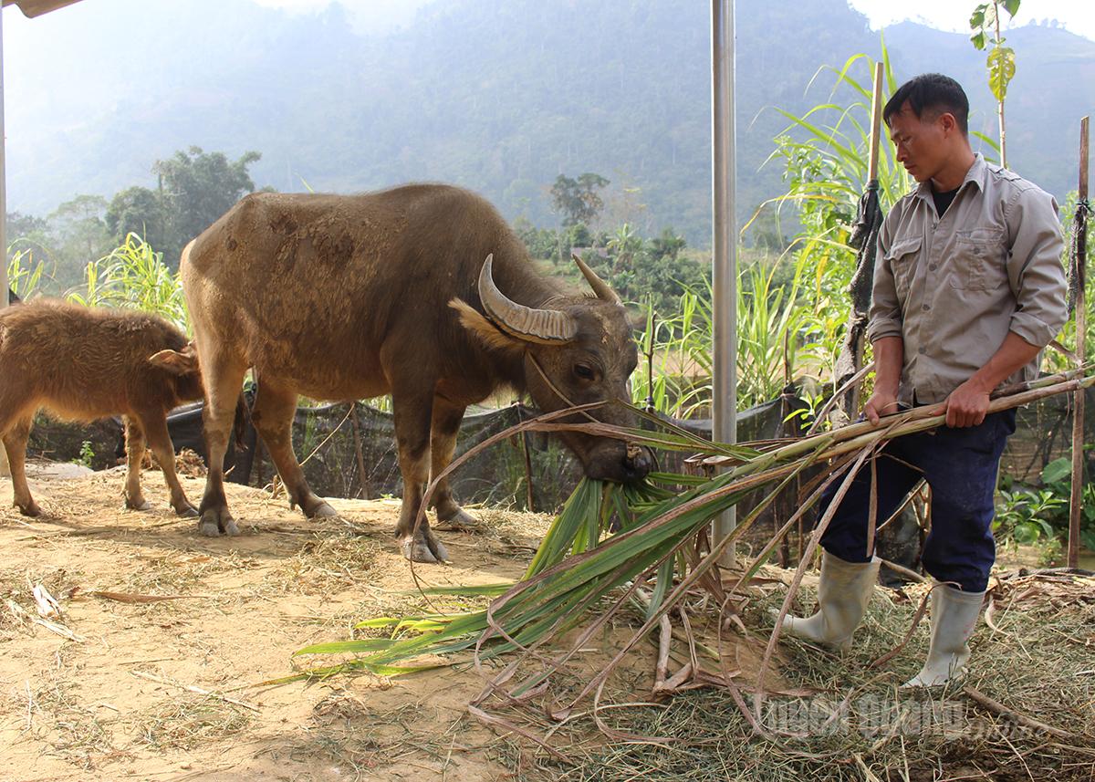 Anh Cháng A Chắng, thôn Khản Nhờ, xã Xuân Giang chăm sóc trâu của gia đình.
