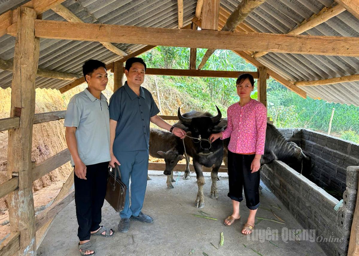 In 2025, 16 households in Xuan Giang Commune received support in the form of buffaloes.