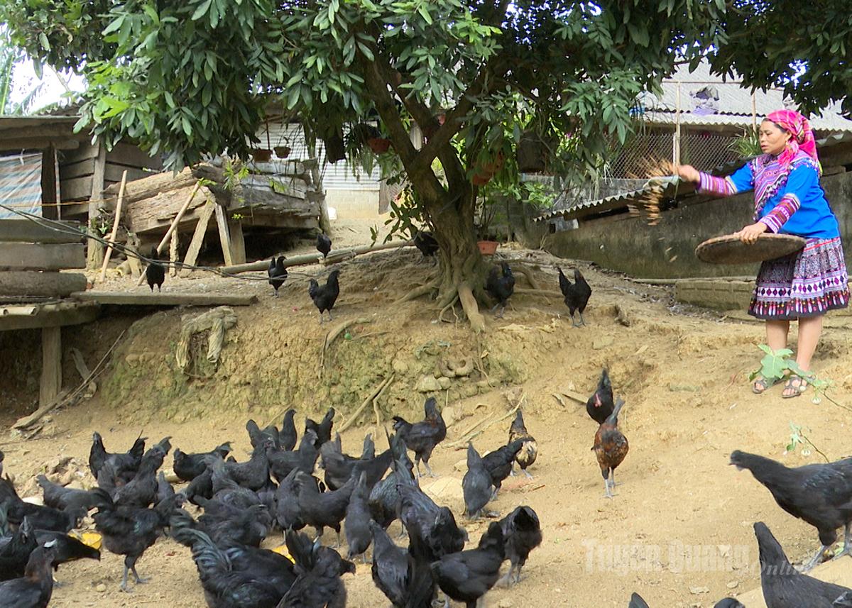Mô hình gà đen bản địa của gia đình chị Thào Thị Sinh, thôn Lùng Vi sau 3 tháng nuôi.