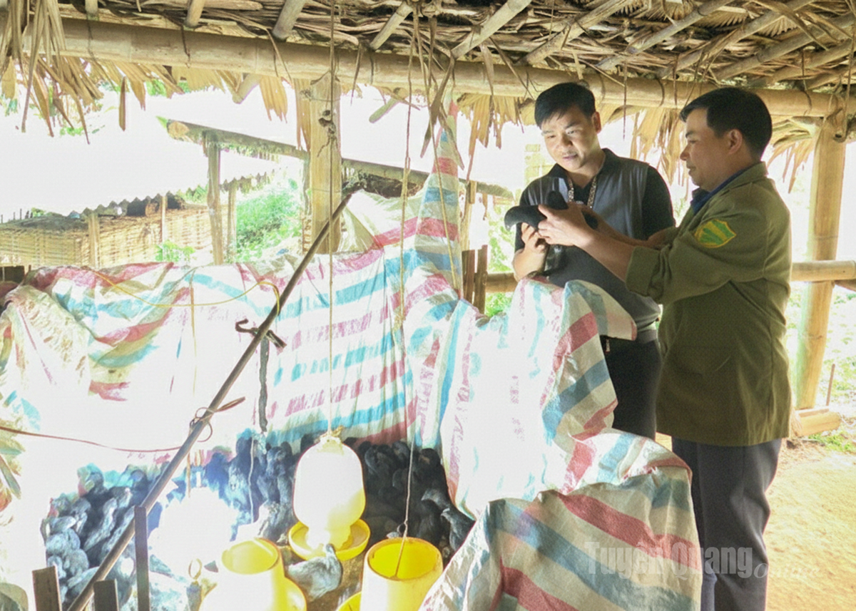 Anh Đặng Văn Hùng (bên phải), thôn Khản Nhờ được cán bộ thôn hướng dẫn chăm sóc đàn gà đen bản địa.