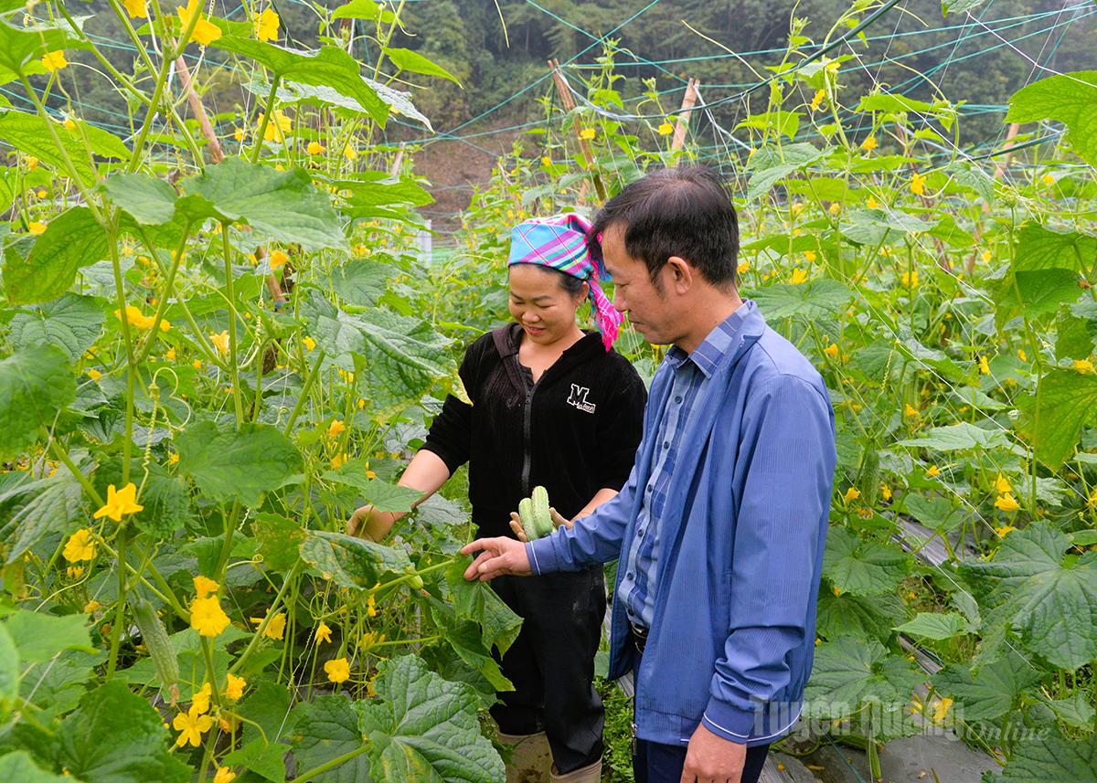 Cán bộ xã Xuân Giang tuyên truyền, hướng dẫn người dân thôn Chì chăm sóc cây dưa leo.