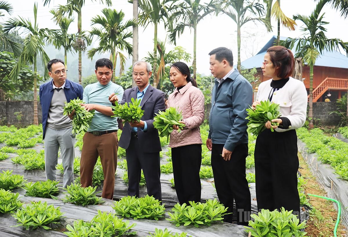 Các đại biểu tham quan mô hình trồng sâm Triều Tiên tại thông Dưới, xã Việt Lâm.