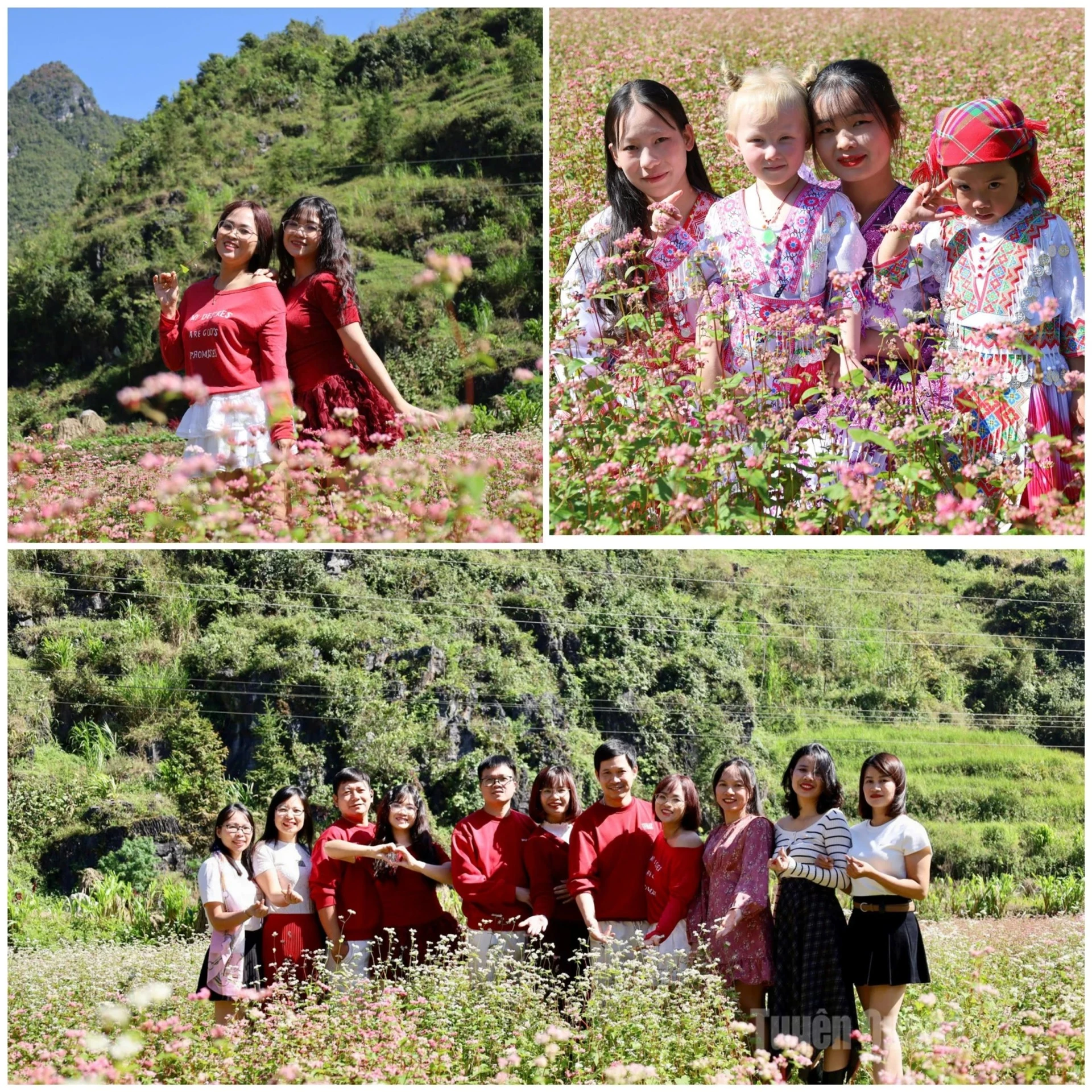 The buckwheat flower season, with its iconic pink–purple hue of the Karst Plateau, adds emotion and vibrancy to the exploration of Pho Bang.