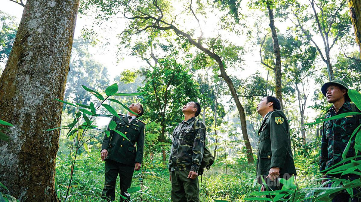 Tan Trao possesses many ancient trees with hundreds of years old.