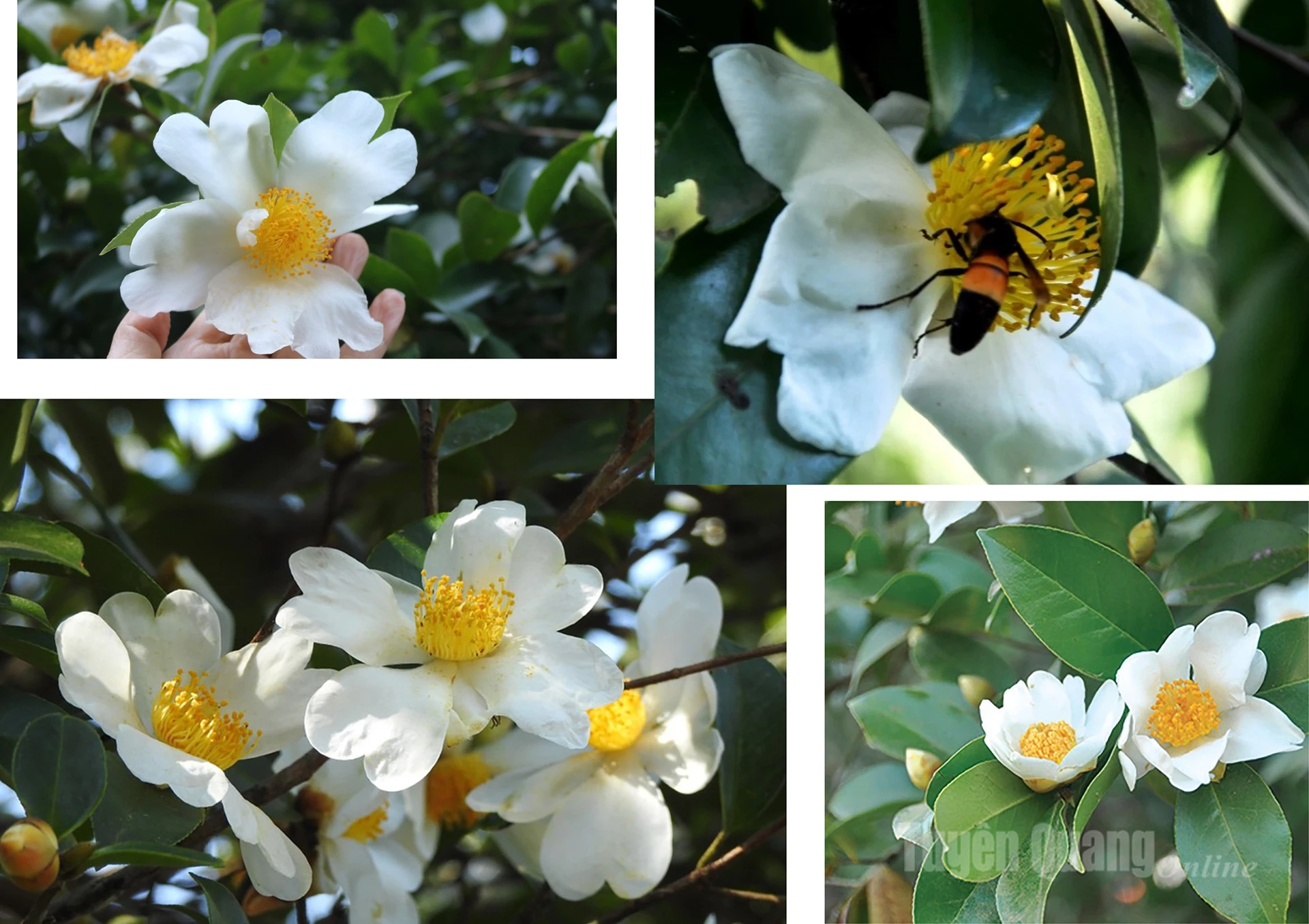 The flowers are snow-white, with golden stamens and a gentle fragrance.