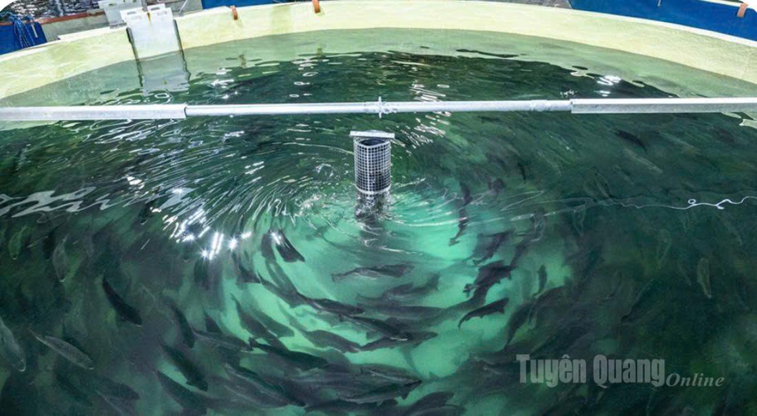 Du khách có thể tham quan khu nuôi cá hồi. Ảnh CTV