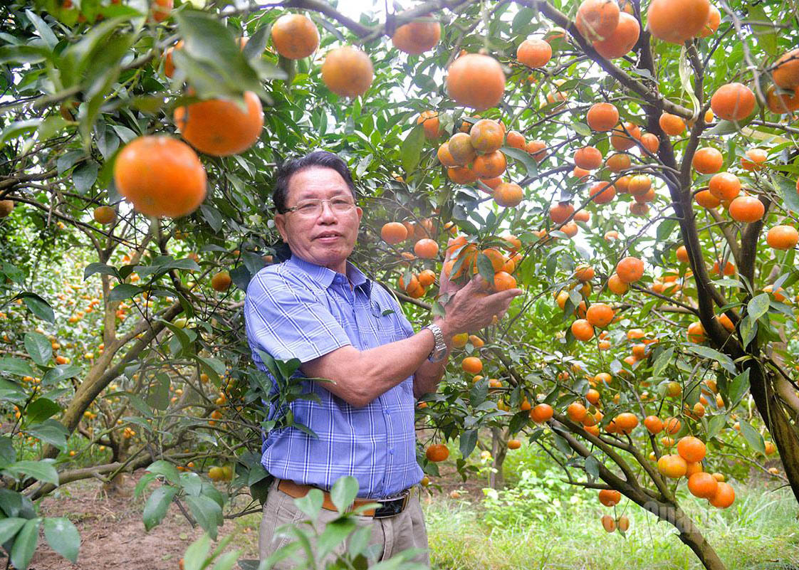 Vu Van Manh of Ta Ngao Hamlet, Tan Trinh Commune builds wealth from orange farming.