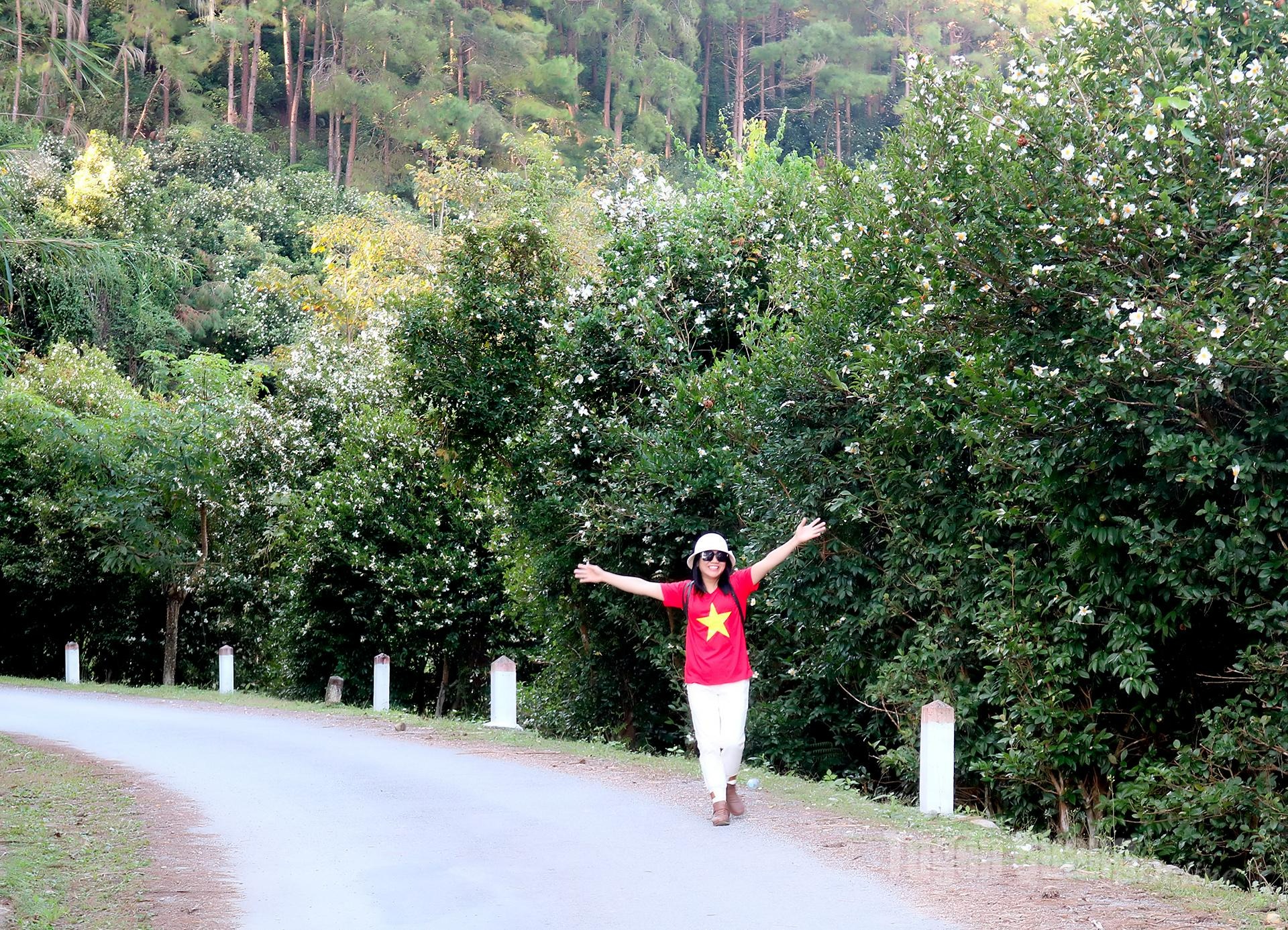 The white camellias attract visitors who come to sightsee and capture beautiful moments.